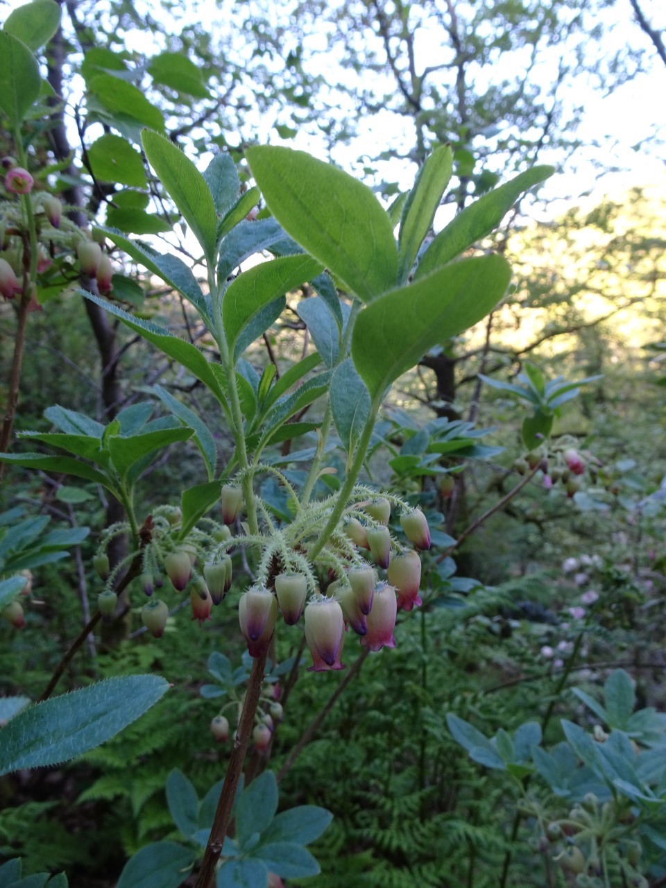 'Pink Icicles' (formerly Menziesia)